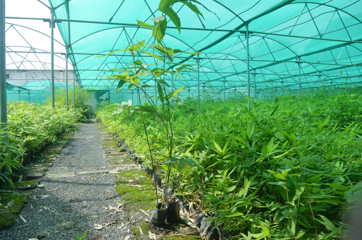 MAJITHA NURSERY JABALPUR to plant nursery in Jabalpur