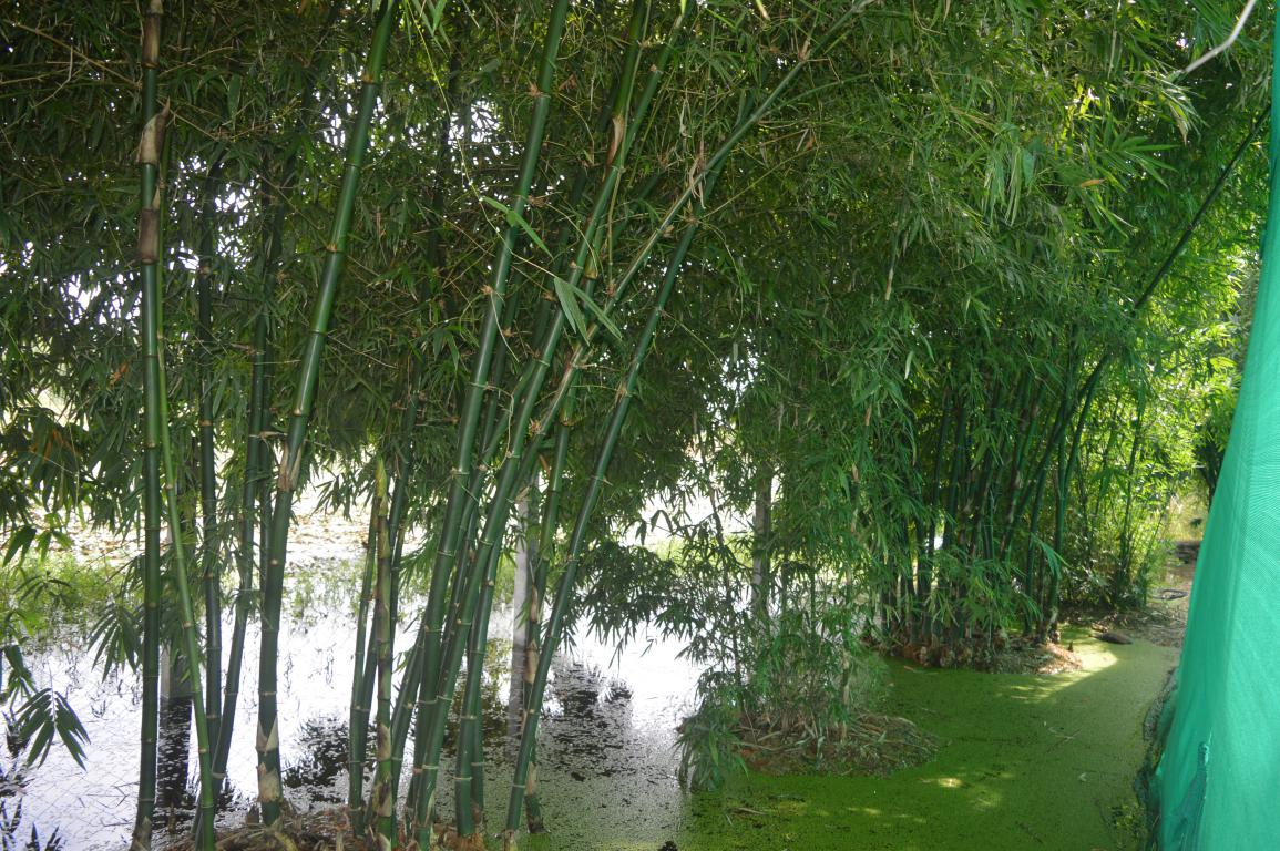 MAJITHA NURSERY JABALPUR to plant nursery in Jabalpur